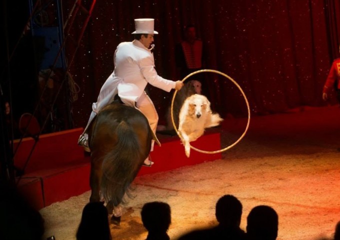 wyższa szkoła jazdy